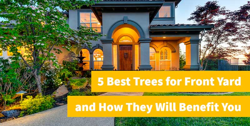 best trees and shrubs for front yard