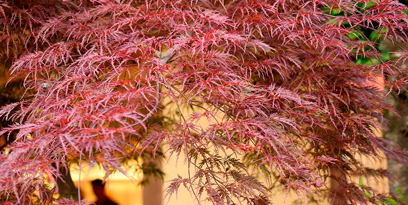 Bloodgood Japanese maples