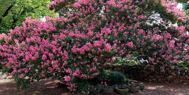 crepe myrtles trees