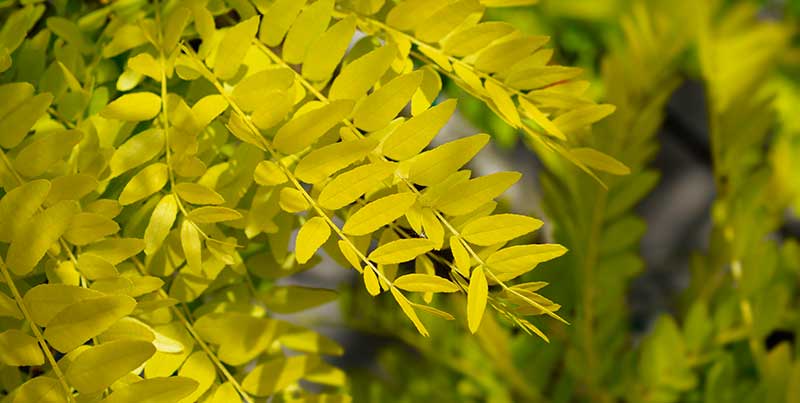 sunburst locusts are low maintenance trees