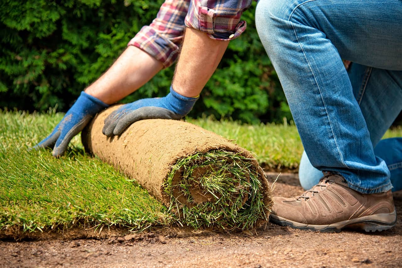 How to Choose the Right Grass For Your Lawn