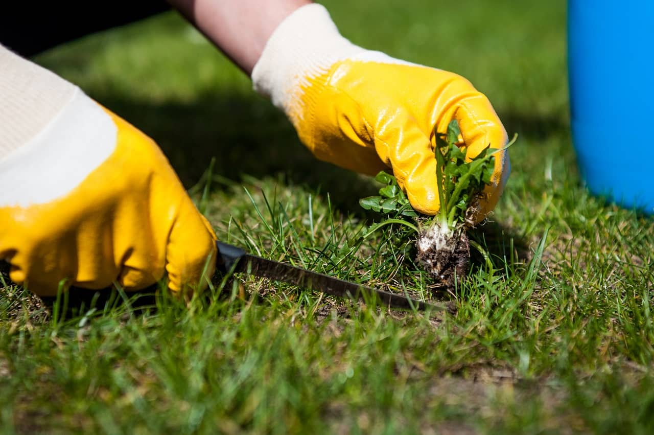 How To Fix a Lawn Full Of Weeds: Follow These 4 Easy Steps
