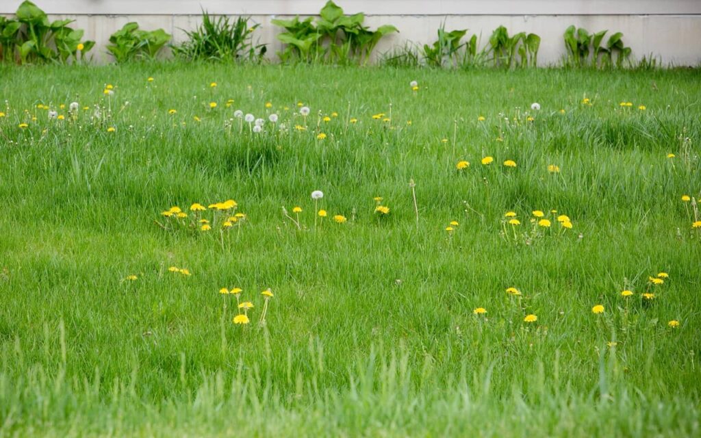 How to Fix a Lawn Full of Weeds in 4 Easy Steps