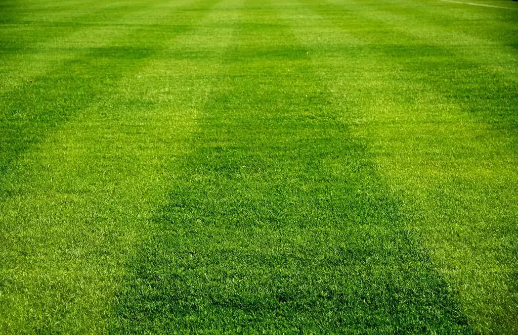 How to Stripe Your Lawn