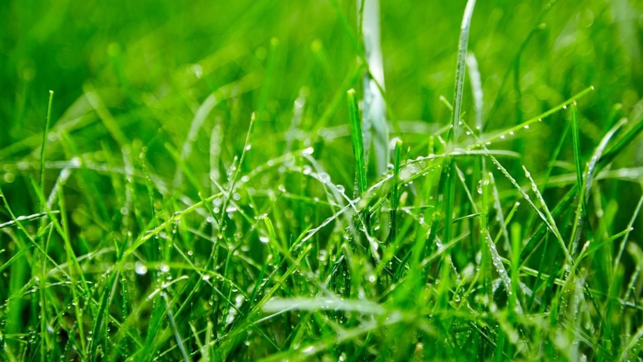 Lawn Watering Tips