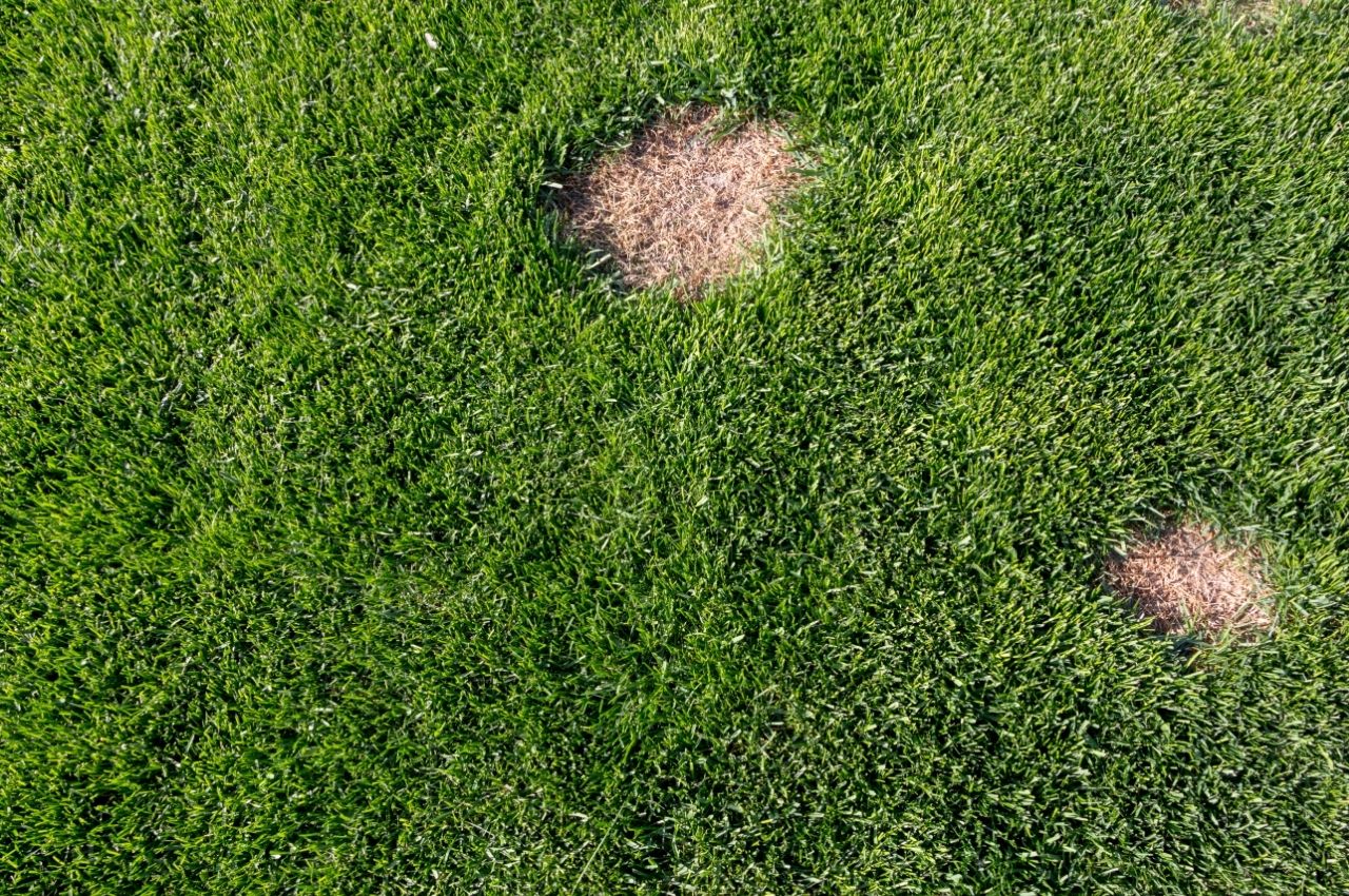 Common Mistakes to Avoid When Laying Sod