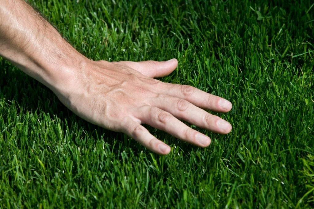 How to Take Care of Bermuda Grass