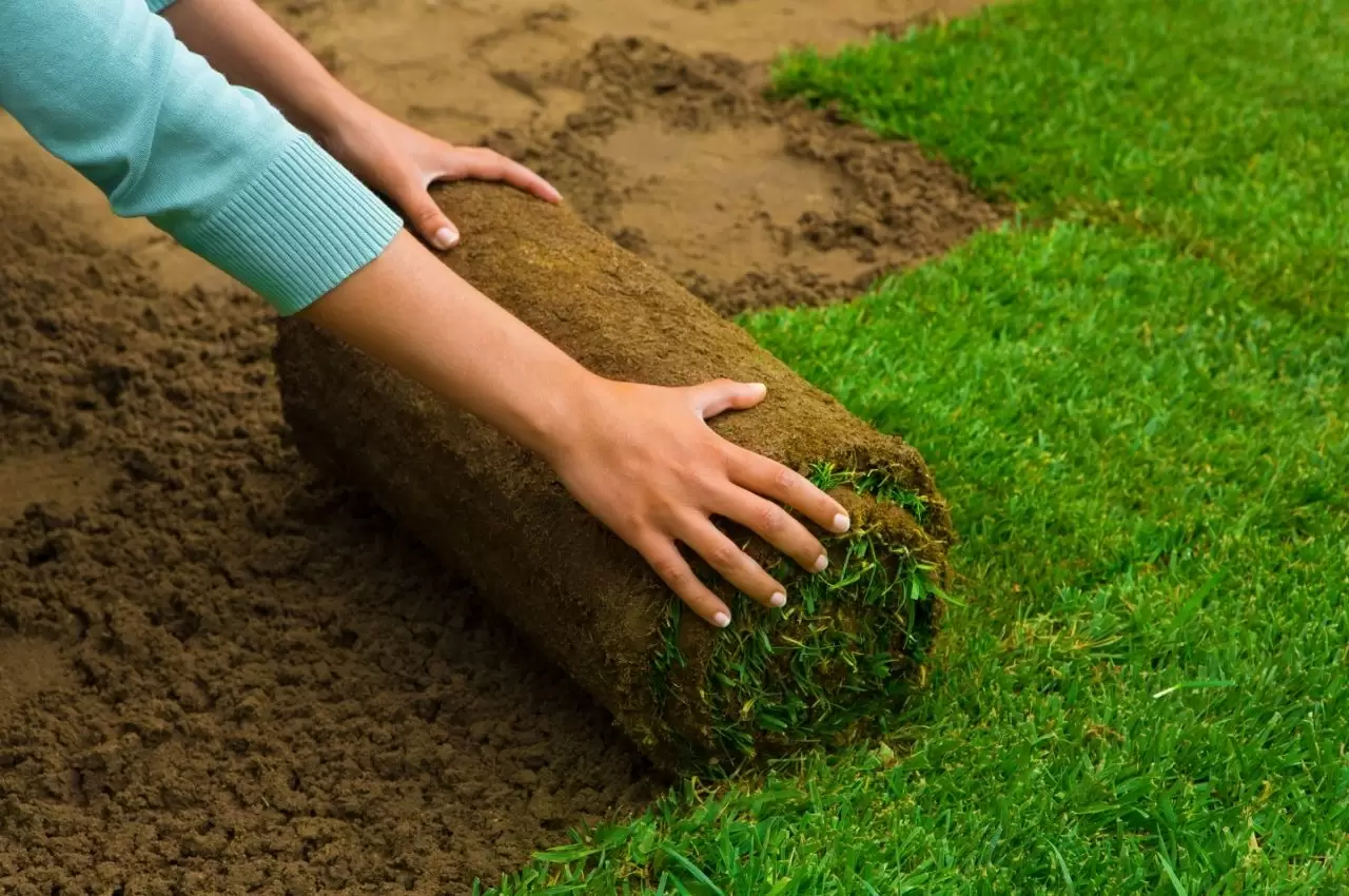 Sod Preparation Tips