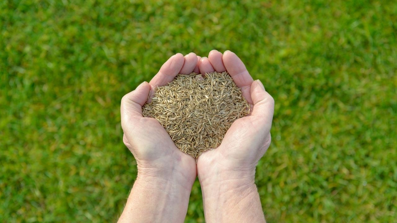 Choose the Ideal Grass Seed