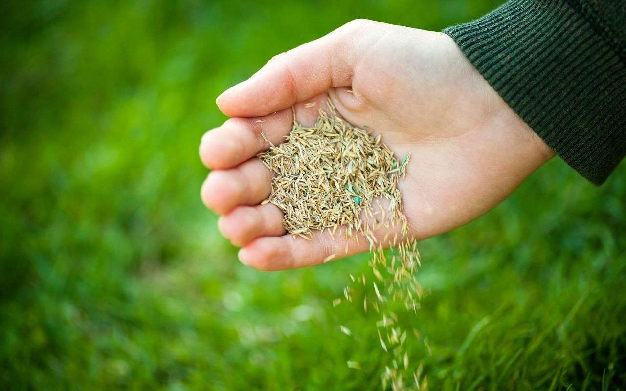 spreading grass in bare spots