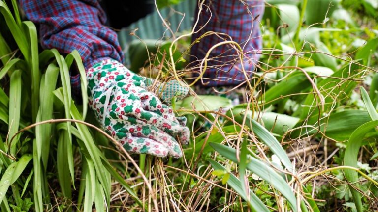 How To Fix A Lawn Full Of Weeds Follow This Guide