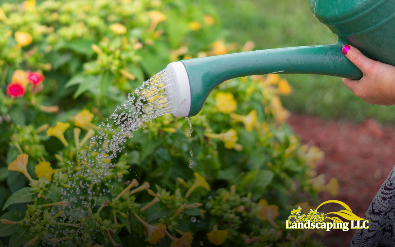 Keep your plants healthy by knowing the signs causes and prevention of overwatering plants