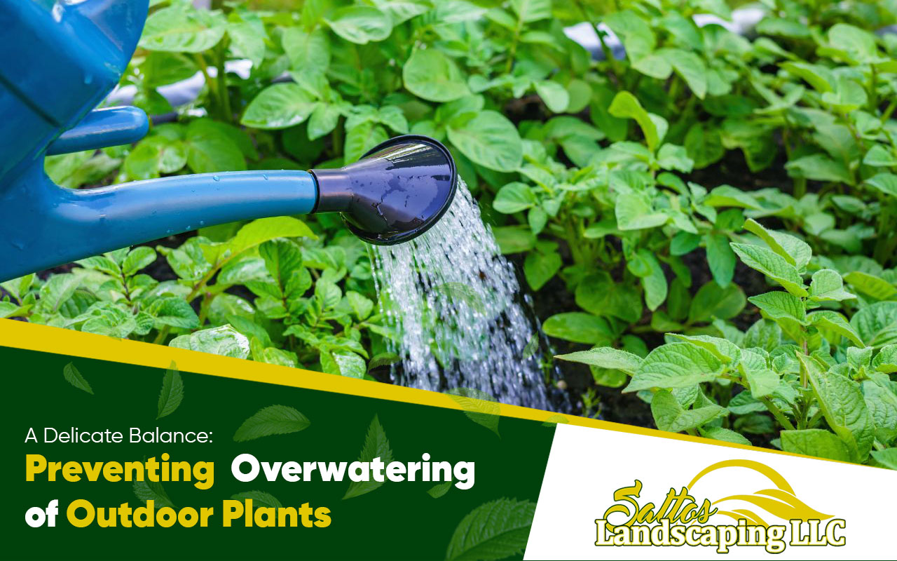 A Delicate Balance: Preventing Overwatering of Outdoor Plants