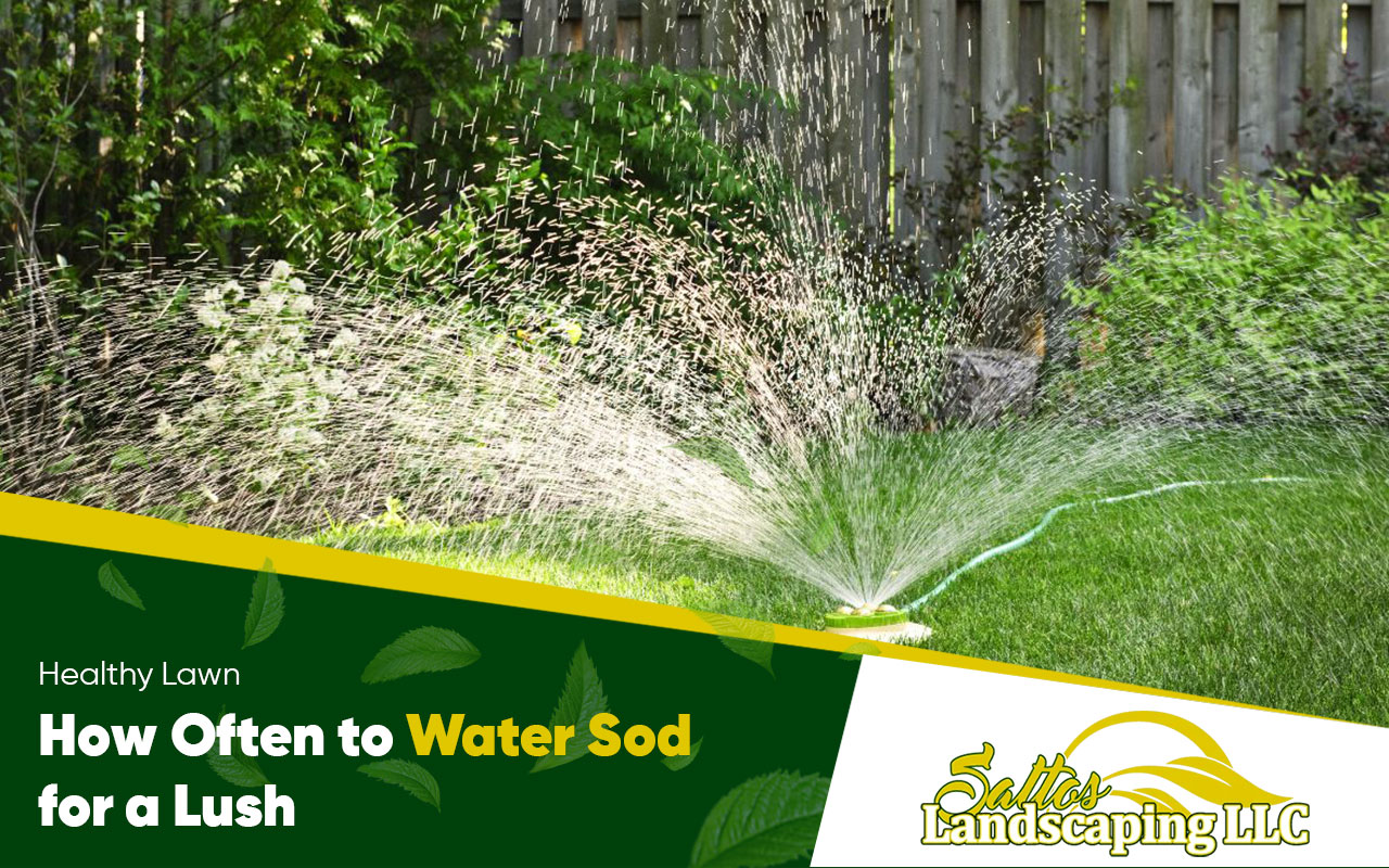 How Often to Water Sod for a Lush, Healthy Lawn
